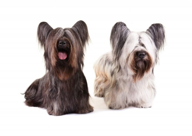 Skye-Terrier (3)