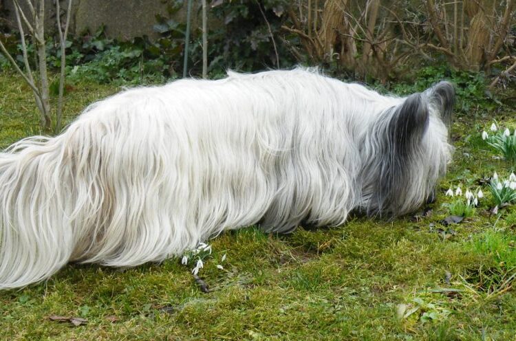 Skye-Terrier (5)