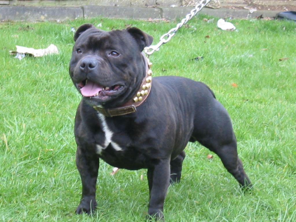 Staffordshire-Bull-Terrier (10)