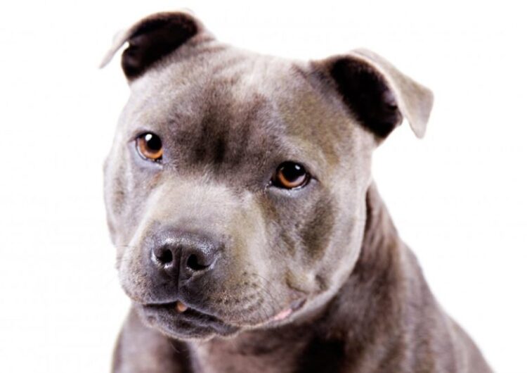 Staffordshire-Bull-Terrier (11)