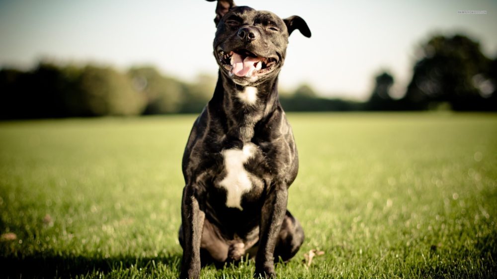 Staffordshire-Bull-Terrier (12)