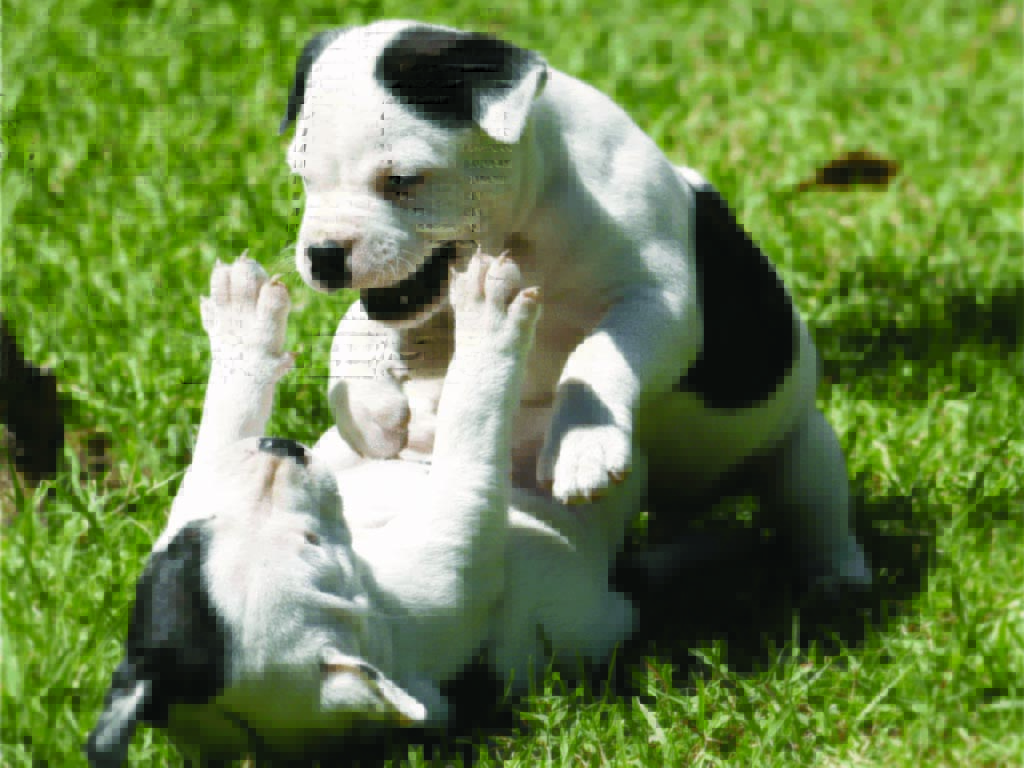 Staffordshire-Bull-Terrier (13)