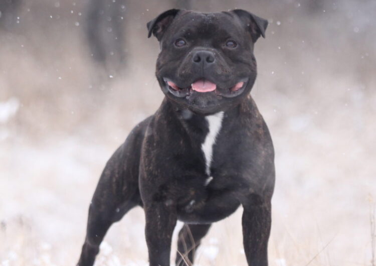 Staffordshire-Bull-Terrier (2)