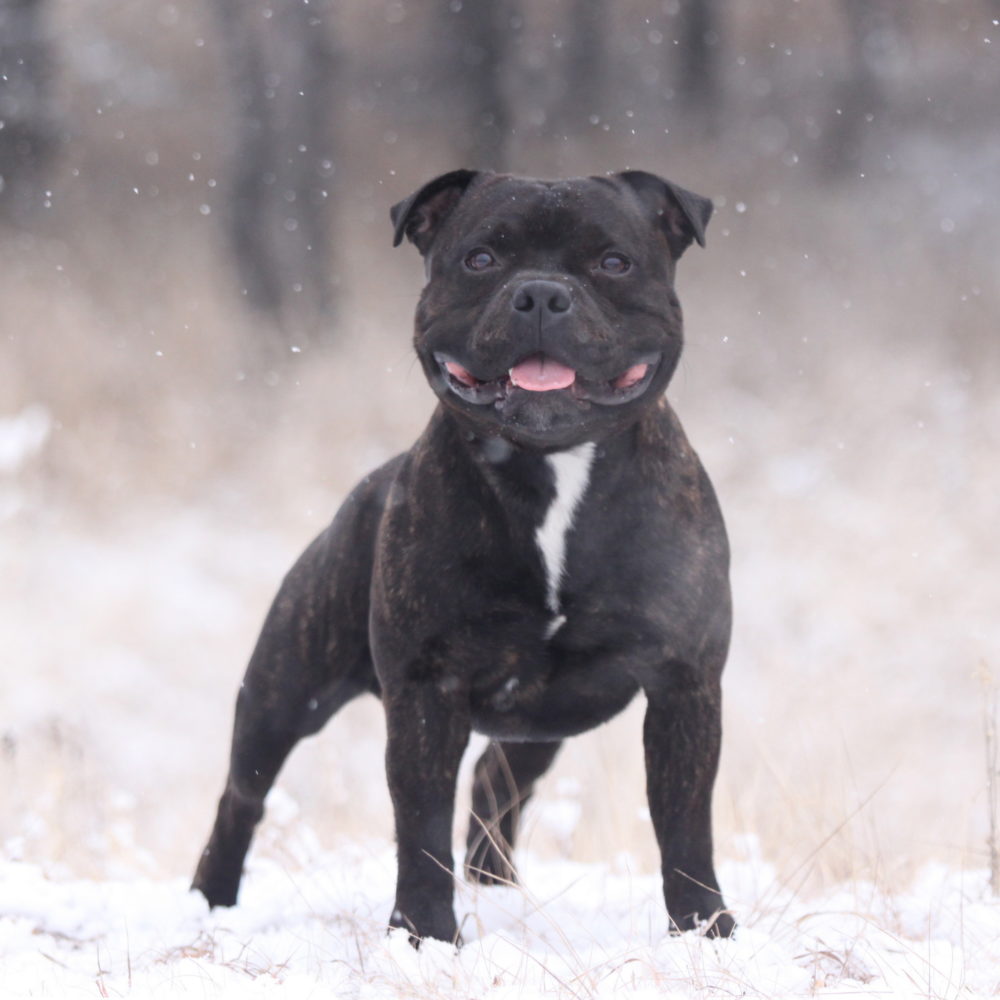 Staffordshire-Bull-Terrier (2)