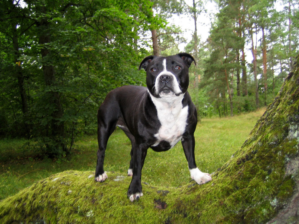 Staffordshire-Bull-Terrier (3)