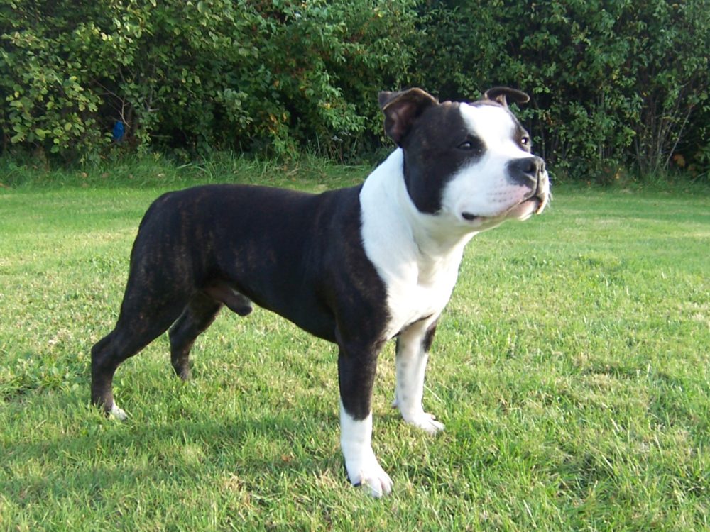 Staffordshire-Bull-Terrier (5)