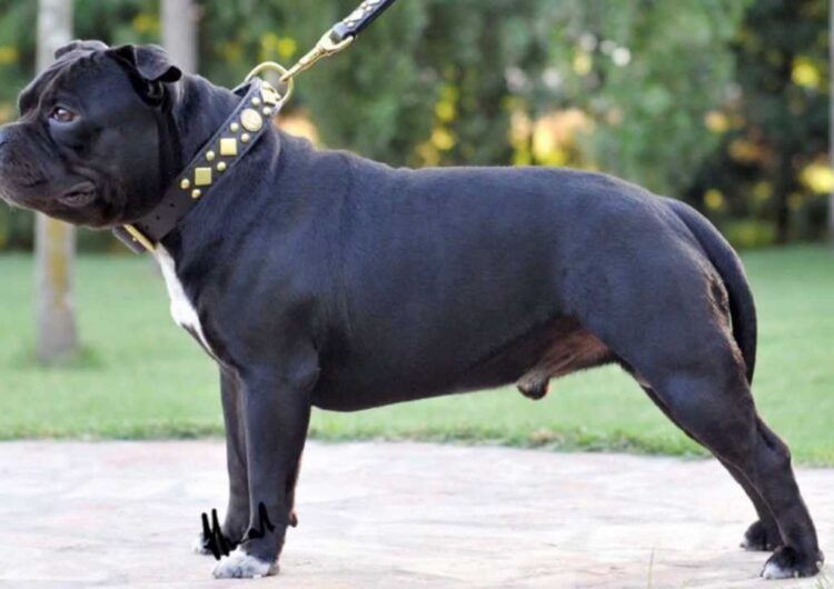 Staffordshire-Bull-Terrier (6)