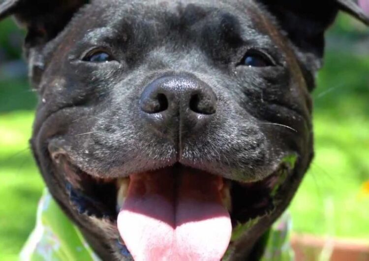 Staffordshire-Bull-Terrier (7)
