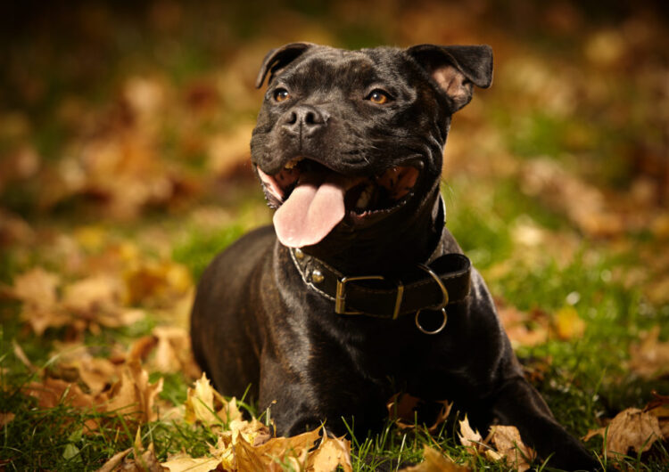 Staffordshire bull terrier posing and playing on outdoor autumn park location