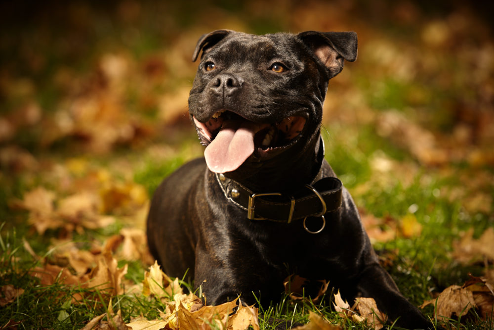 Nice Staffordshire bull terrierlaying in park