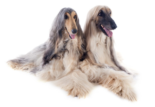 cachorros mais peludos