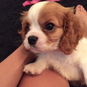Olavinho é o novo cão de Anitta. (Foto: Reprodução / Instagram)