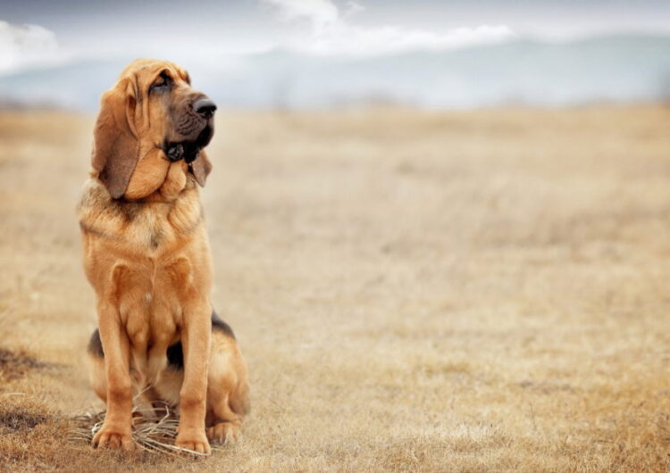 bloodhound-cao-de-santo-humberto (1)