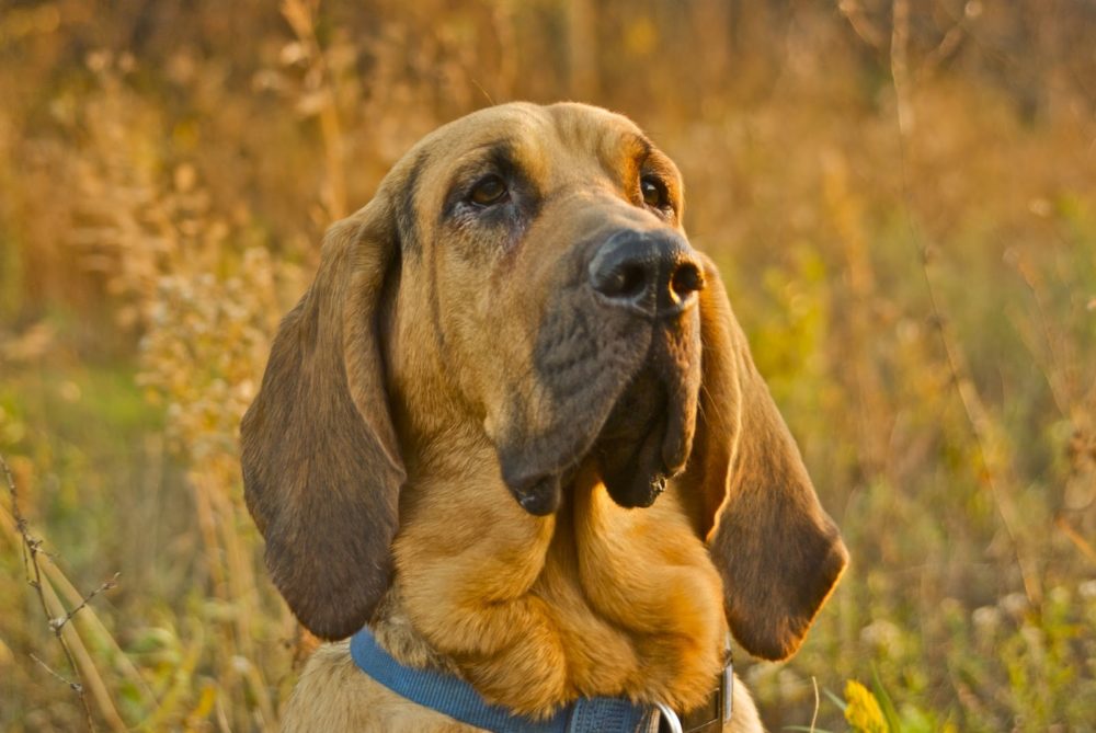 cachorros mais enrugados
