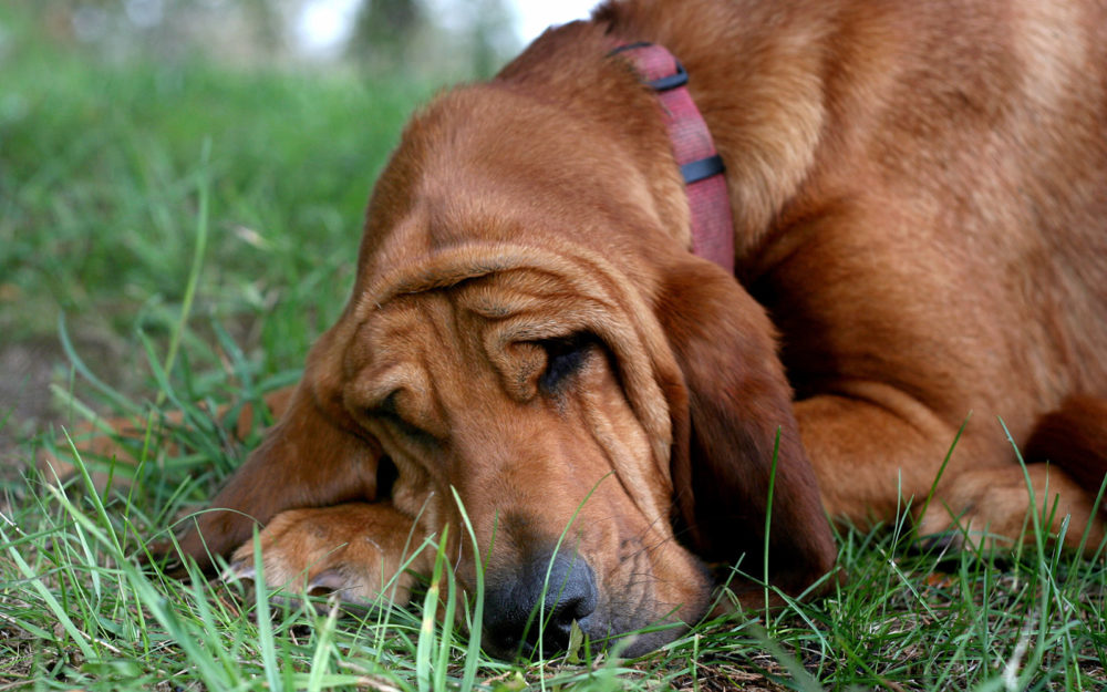 bloodhound