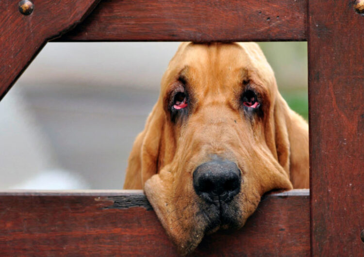 bloodhound-cao-de-santo-humberto (2)