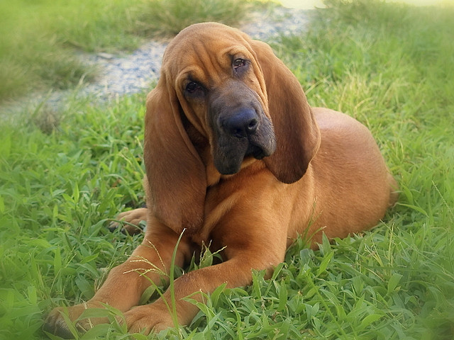 bloodhound-cao-de-santo-humberto (4)