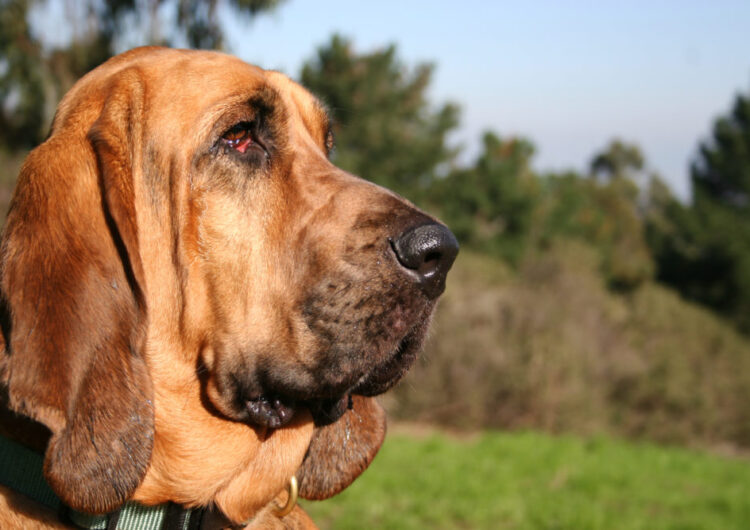 bloodhound-cao-de-santo-humberto (5)