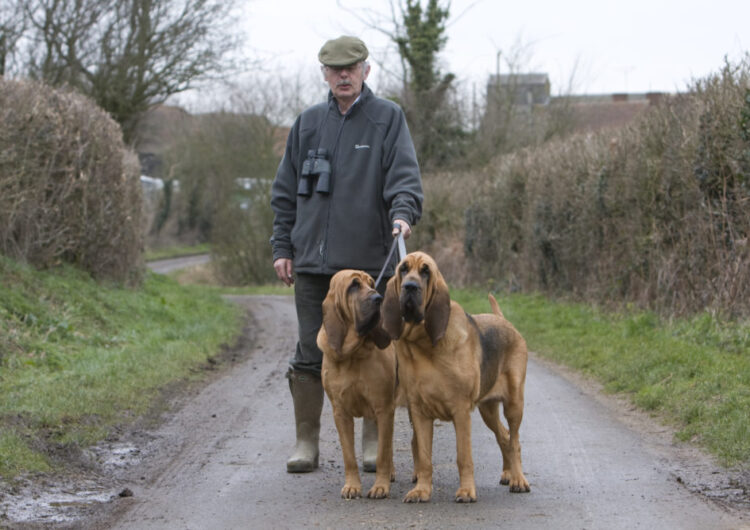 bloodhound-cao-de-santo-humberto (6)