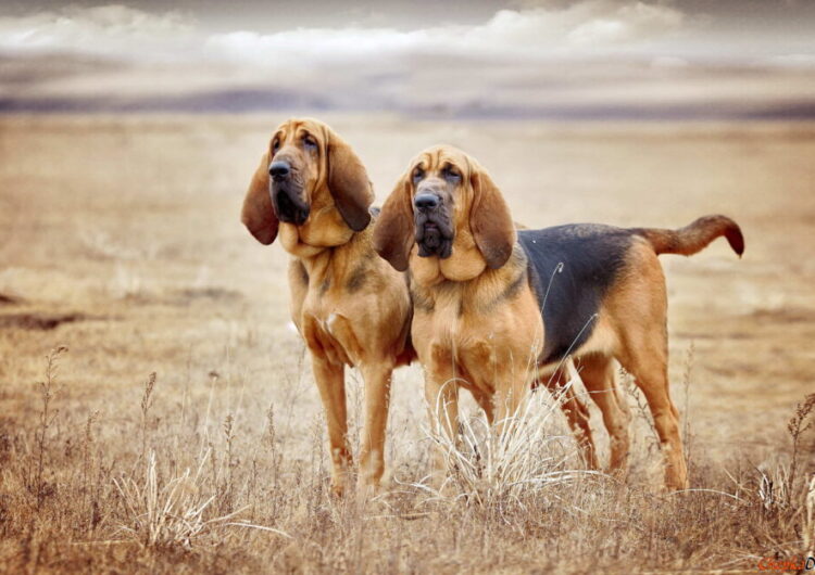 bloodhound-cao-de-santo-humberto (8)
