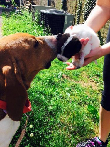 A cachorrinha Diana voltou do veterinário e recebeu o carinho da mãe adotiva, Honey. (Foto: Reprodução / Bluegrass Senior Dog Rescue)