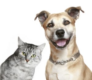 É importante diagnosticar a diabetes em cães e gatos. (Foto: Reprodução / Google)