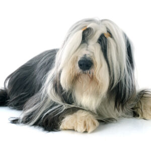 cachorros mais peludos