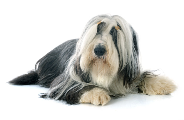 cachorros mais peludos