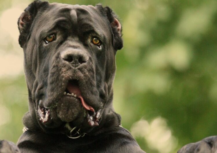 cane-corso (1)