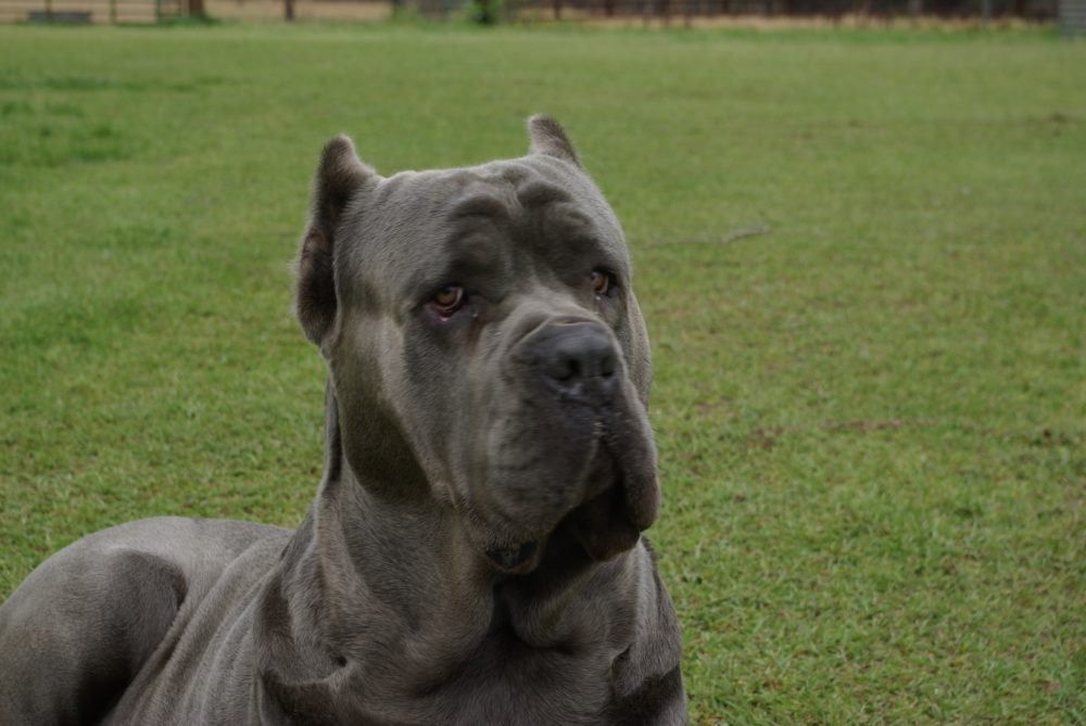 cane-corso