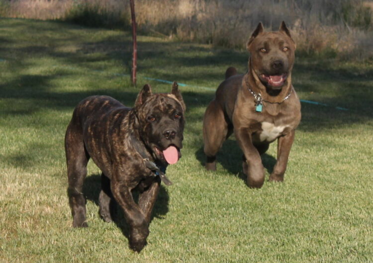 cane-corso (11)