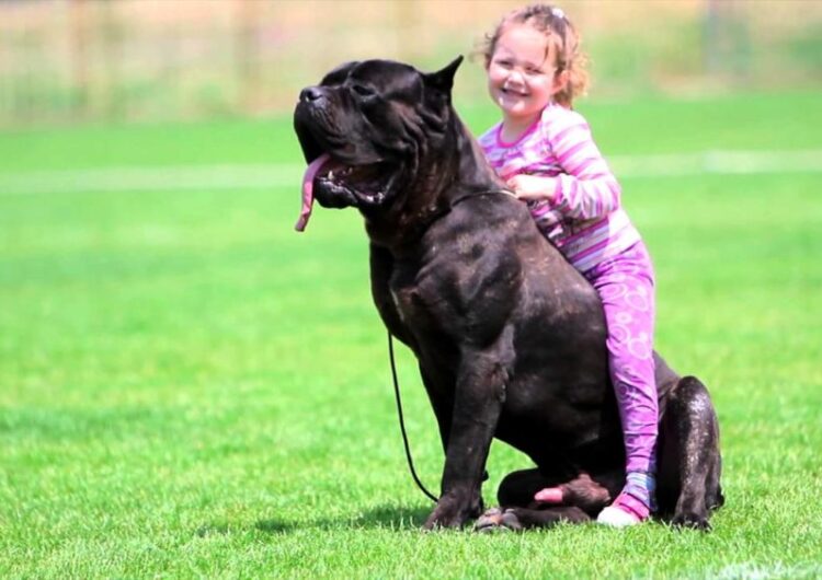 cane-corso (12)
