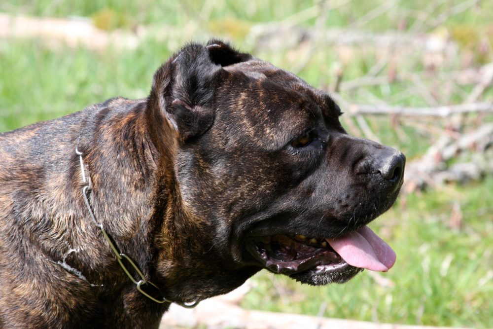 cane-corso