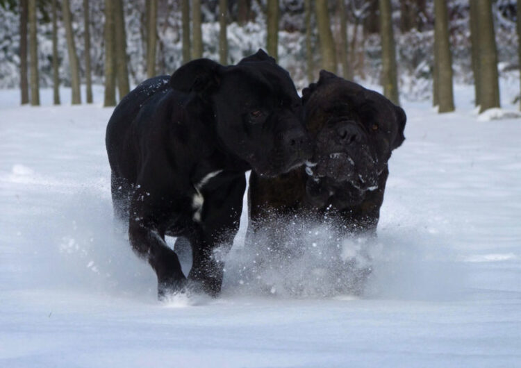 cane-corso (4)