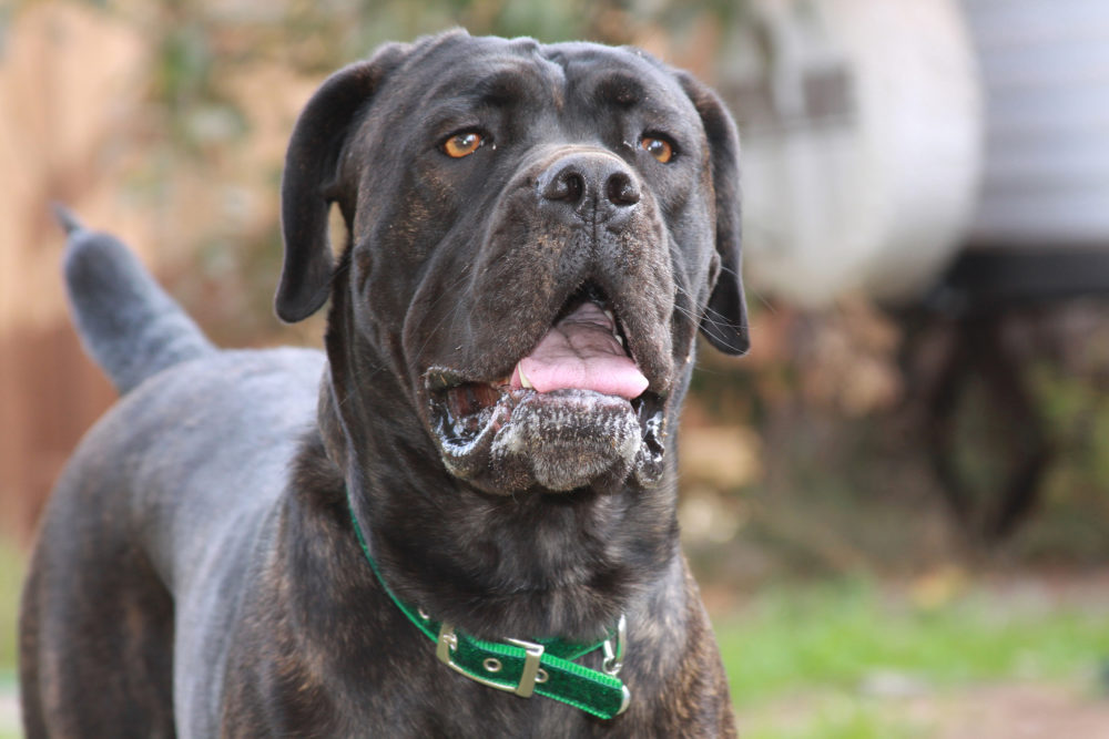 cane-corso