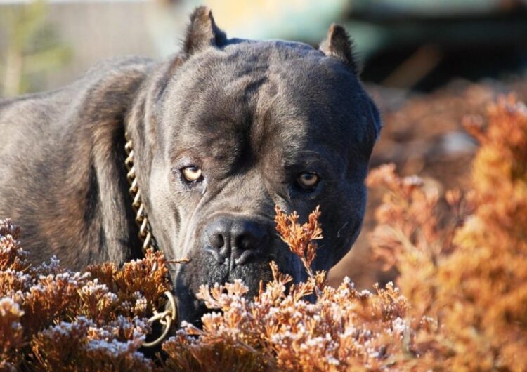 cane-corso (6)