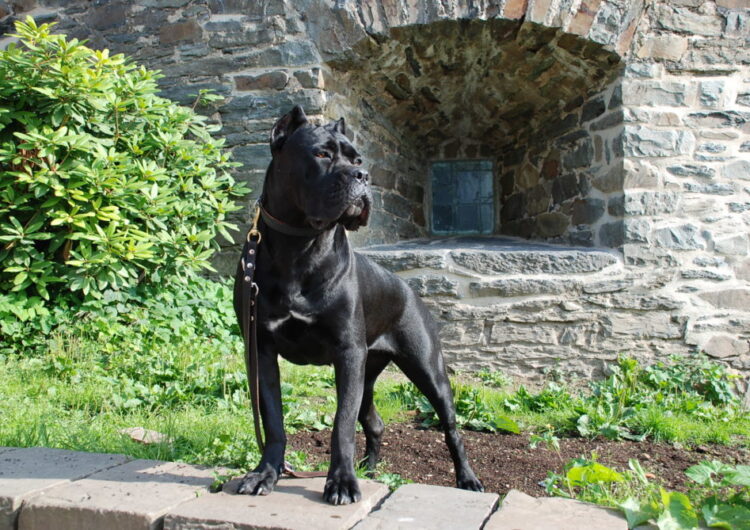 cane-corso (7)