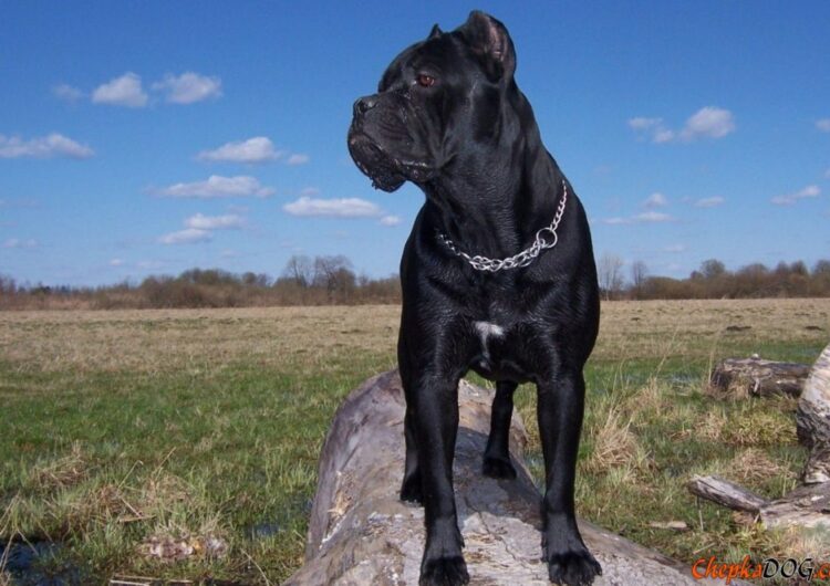 cane-corso (8)