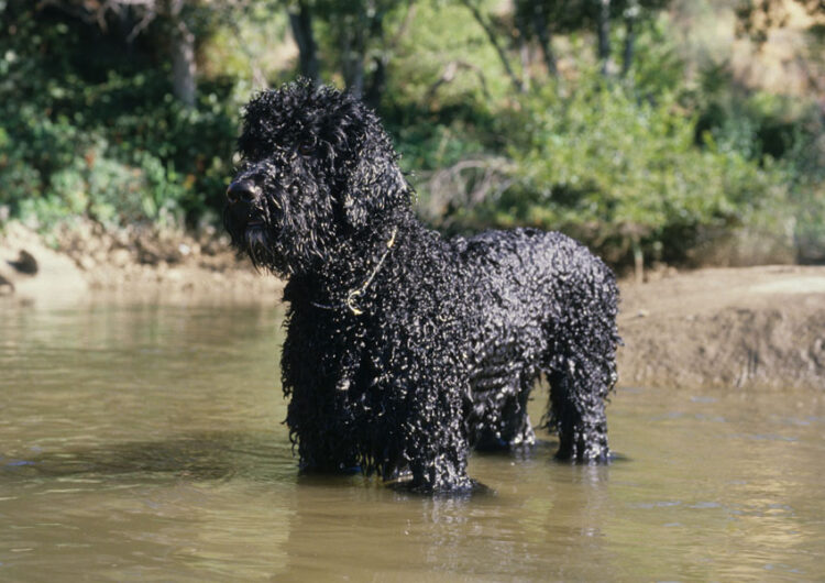 cao-de-agua-portugues (10)