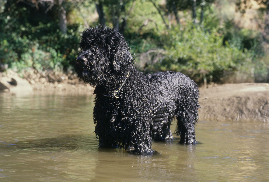 cao-de-agua-portugues (10)