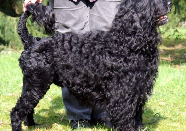 cao-de-agua-portugues (4)