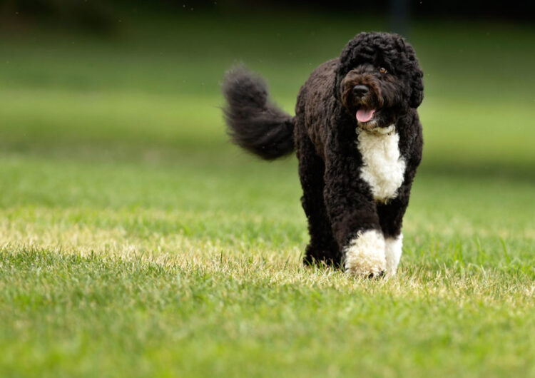 WASHINGTON - AUGUST 02: The Obama family dog, a Portuguese water dog named Bo, trots across the South Lawn August 2, 2010 in Washington, DC. Bo was out for a walk before President Barack Obama left the White House to travel to Atlanta, Georgia, where he will address the Disabled American Veterans convention about the ongoing wars in Iraq and Afghanistan. (Photo by Chip Somodevilla/Getty Images)