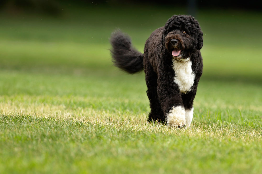 WASHINGTON - AUGUST 02:  The Obama family dog, a Portuguese water dog named Bo, trots across the South Lawn August 2, 2010 in Washington, DC. Bo was out for a walk before President Barack Obama left the White House to travel to Atlanta, Georgia, where he will address the Disabled American Veterans convention about the ongoing wars in Iraq and Afghanistan.  (Photo by Chip Somodevilla/Getty Images)