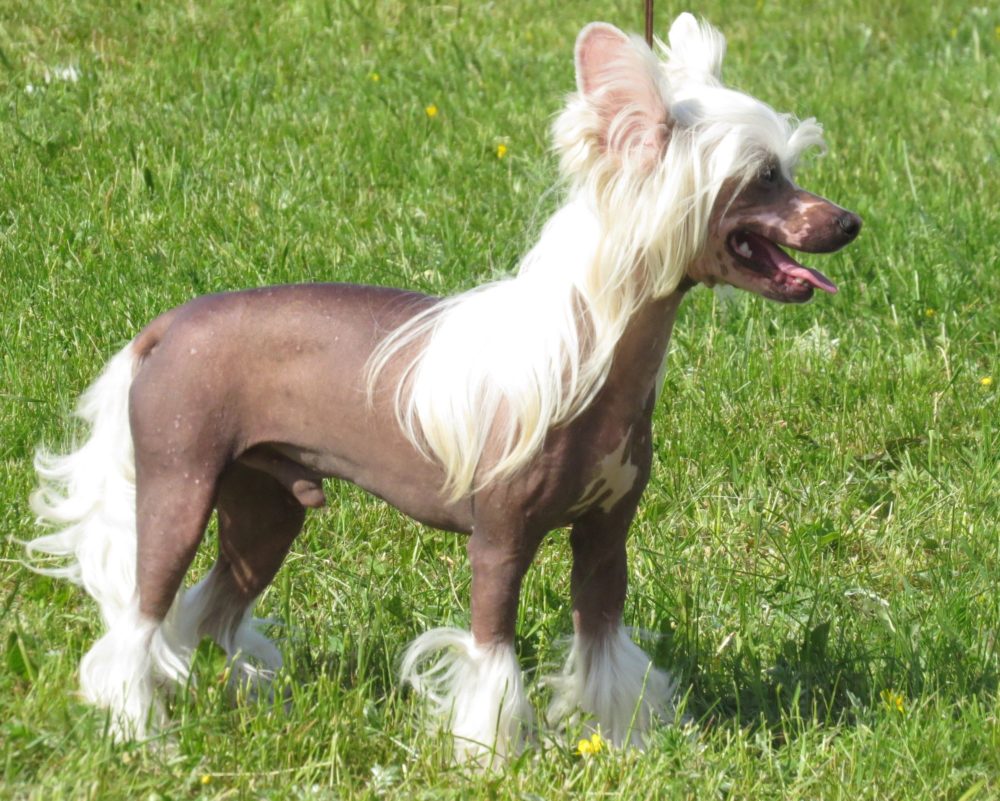 cao de crista chines 4
