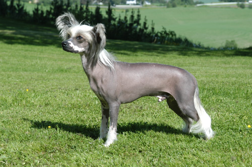 cao de crista chines 9