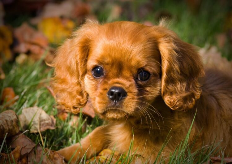 cavalier-king-charles-spaniel (1)