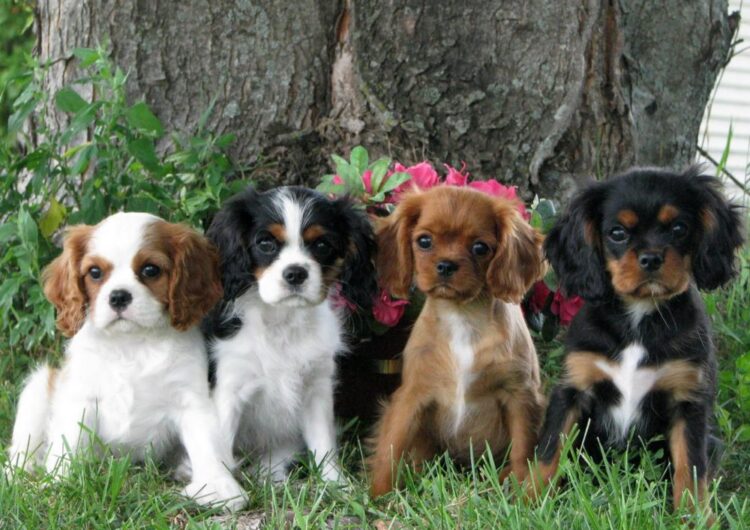 cavalier-king-charles-spaniel (10)