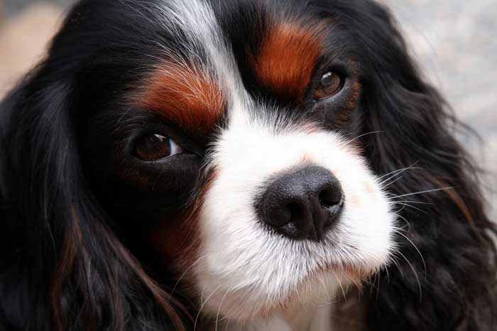 Doenças Cavalier King Charles Spaniel