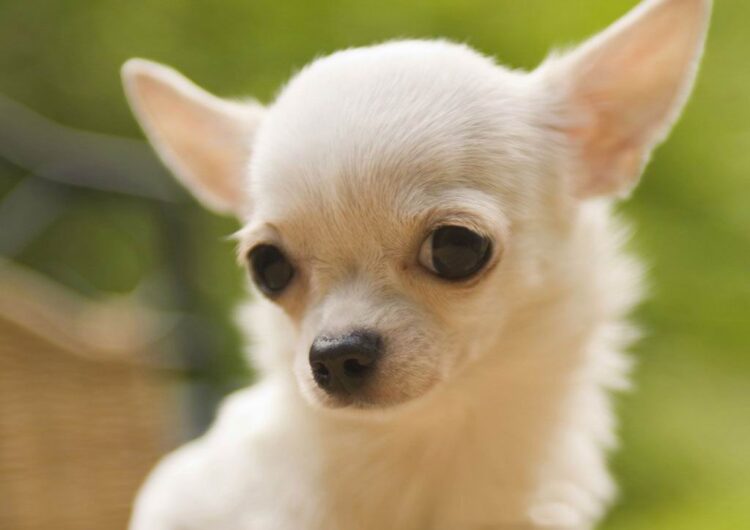 chihuahua (1)