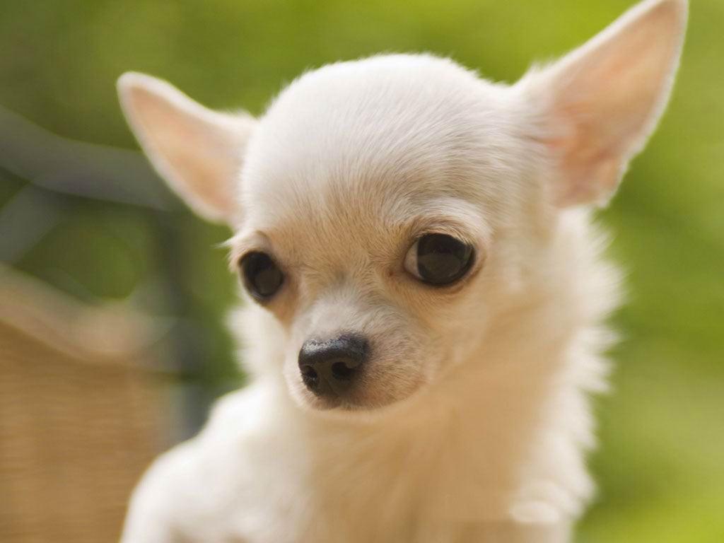 chihuahua (1)